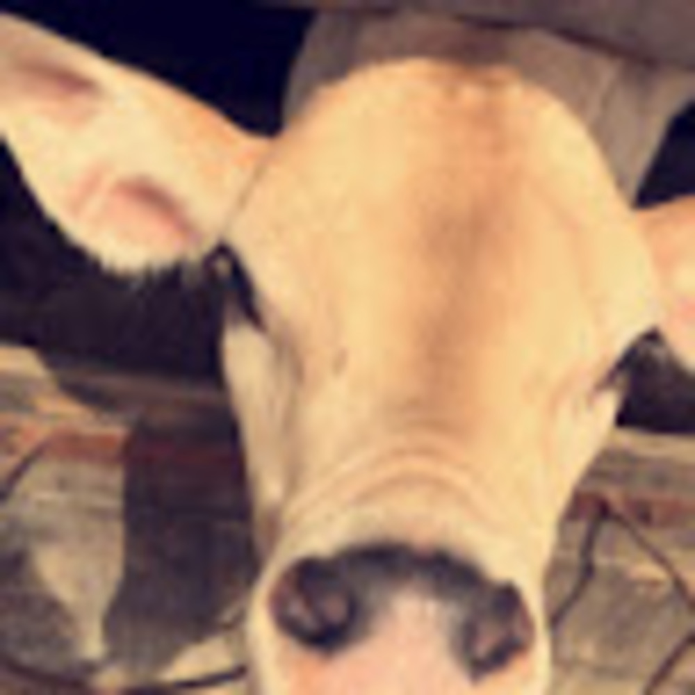 Meet your Posher, Nova